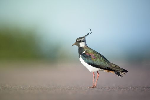 lapwing