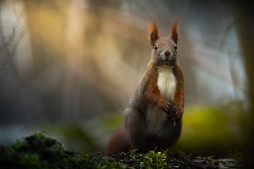 NIKON D5 560mm f/4 1/400sec ISO-560 2023-03-19 17:47:32